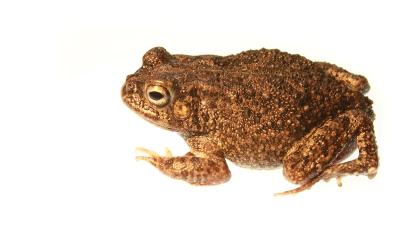 brown frog with very large eyes sitting on white surface