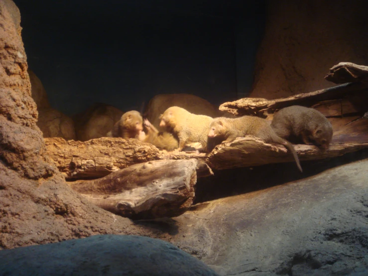 an animal exhibit with a baby seal and two adult lions