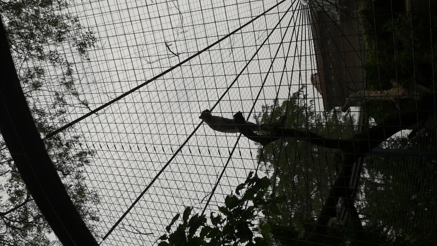 a bird on a large nch sitting in a caged enclosure