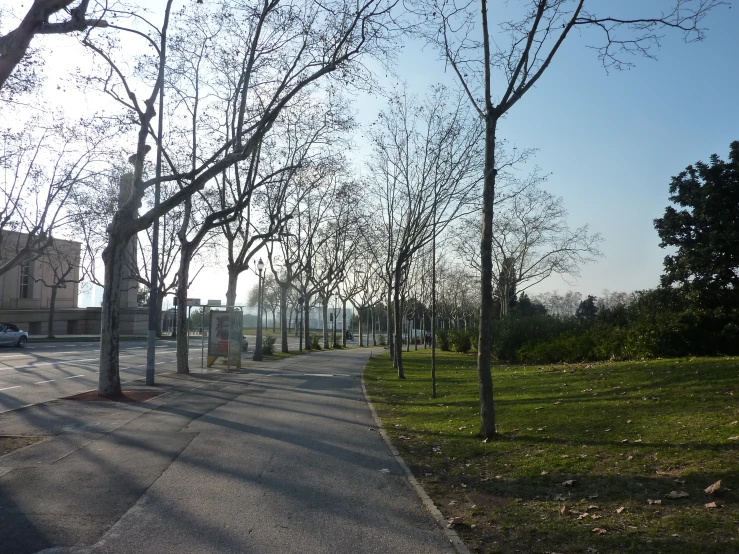 tree - lined path on grassy field next to sidewalk