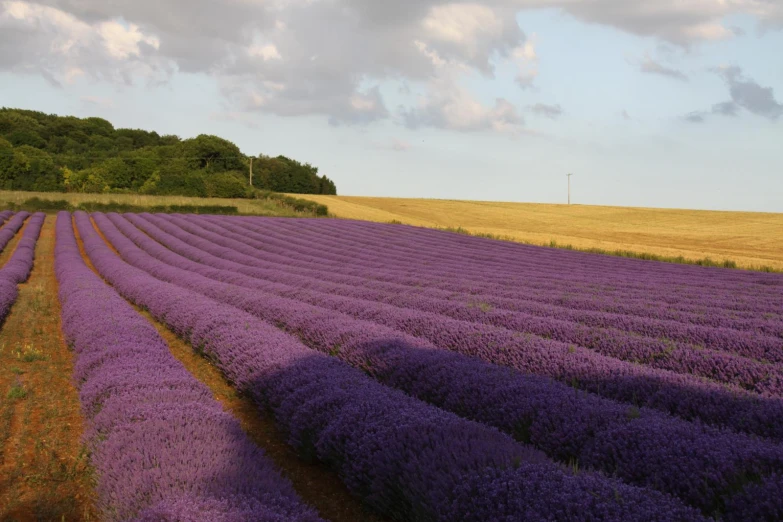 a field full of purple flowers during the day