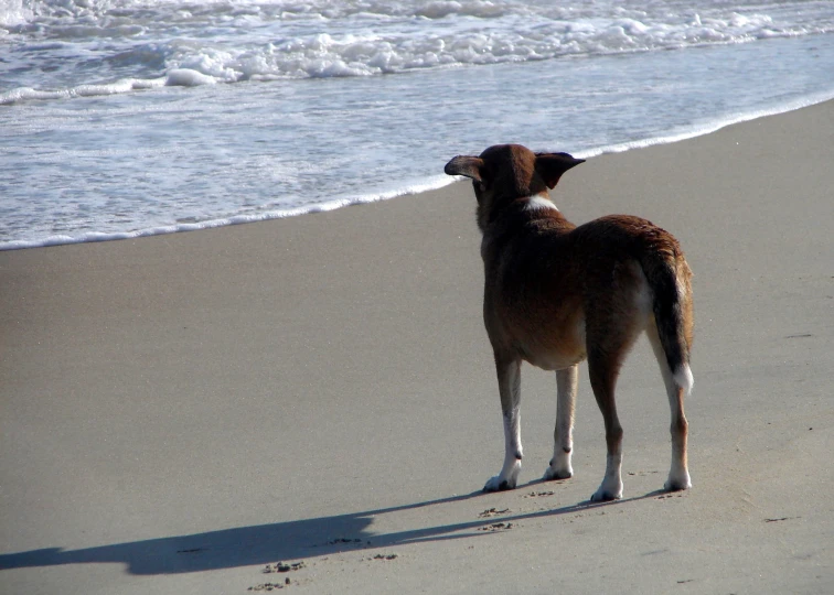 a dog standing on the beach in front of the ocean