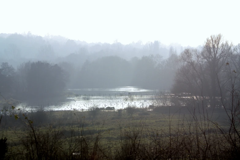 some water fog over trees grass and bushes