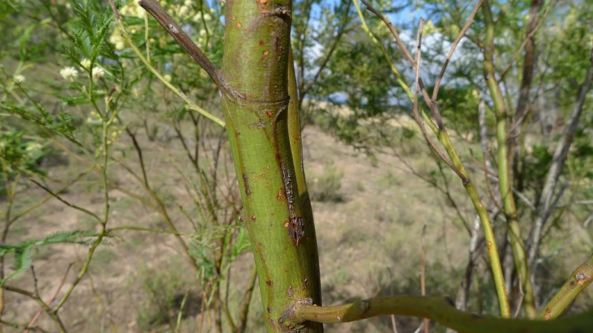 a close up of a green tree with many leaves