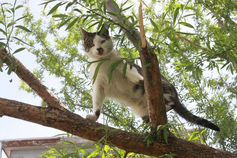 the cat is in the tree eating a nch