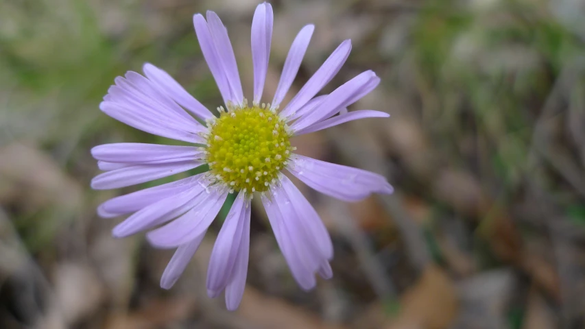 a single blue flower stands in an area