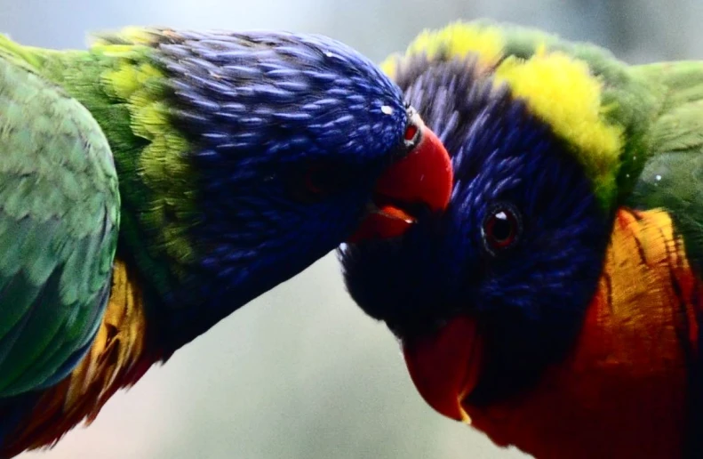 two colorful parrots interacting in the same habitat