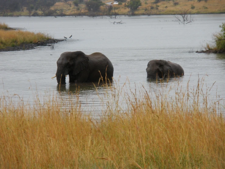 two elephants wading through water in an open field
