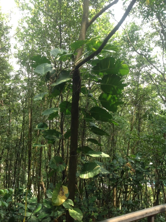 the jungle is surrounded by thick vegetation and trees