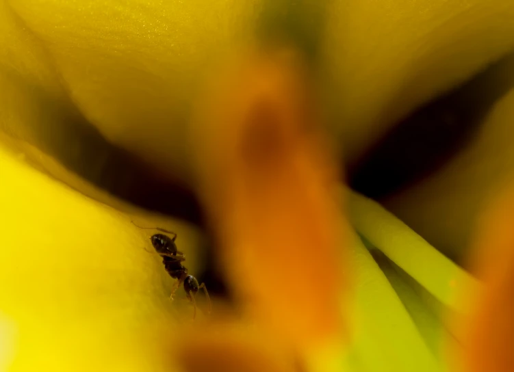 a fruit with some stems and bee in the center