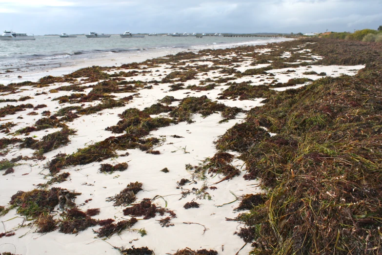seaweed covered sand at an ocean beach