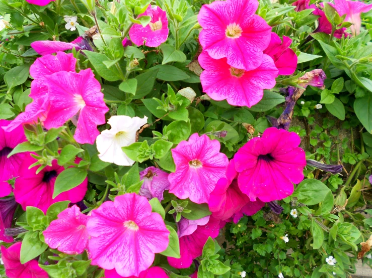 a vase filled with lots of pink flowers