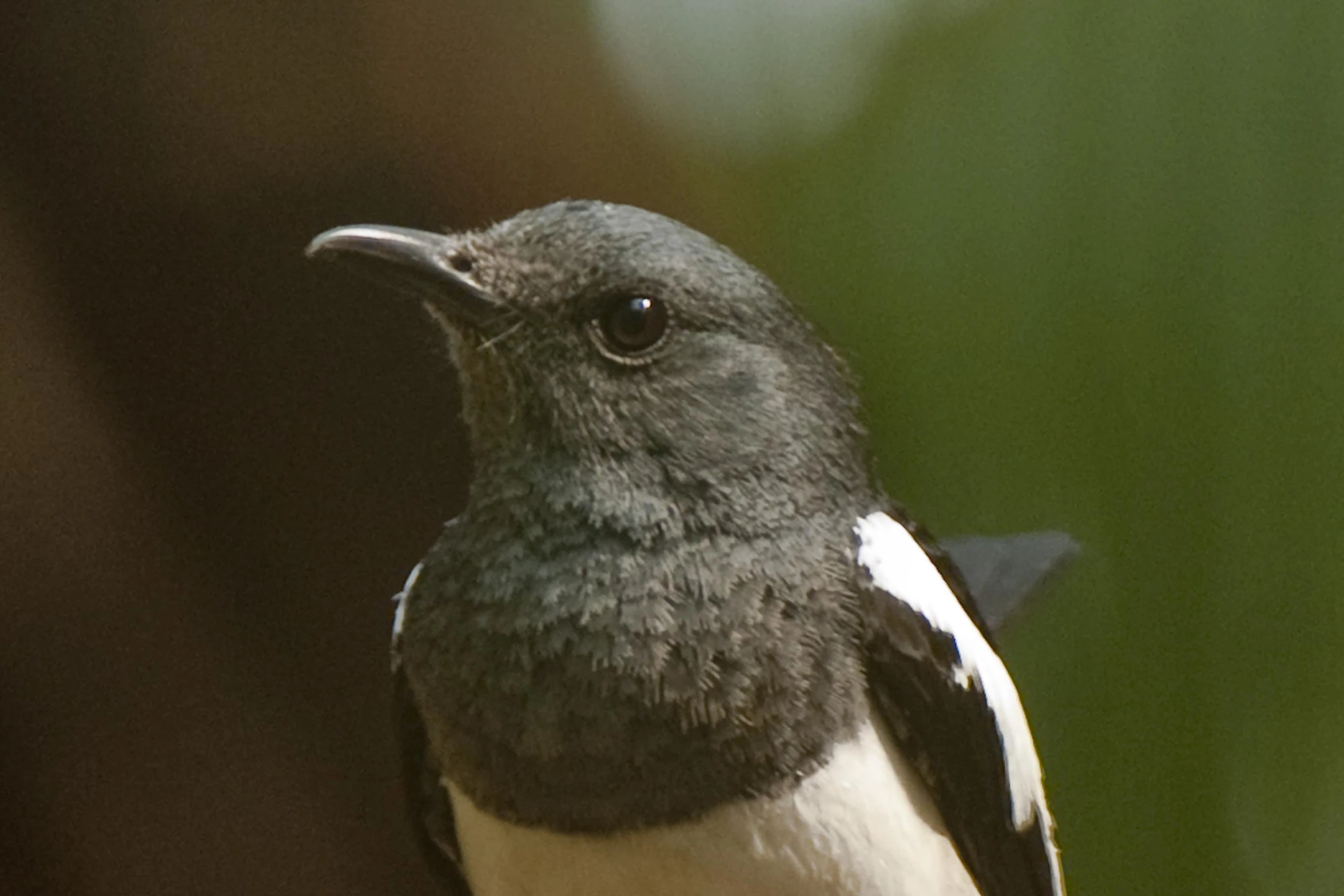 a close up of a bird sitting on the nch