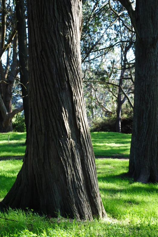 a couple of trees that are in the grass