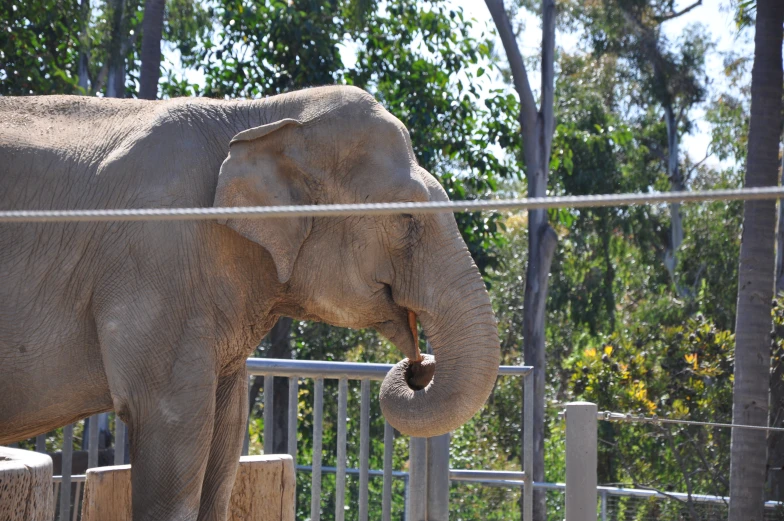 an elephant eating soing inside an enclosure