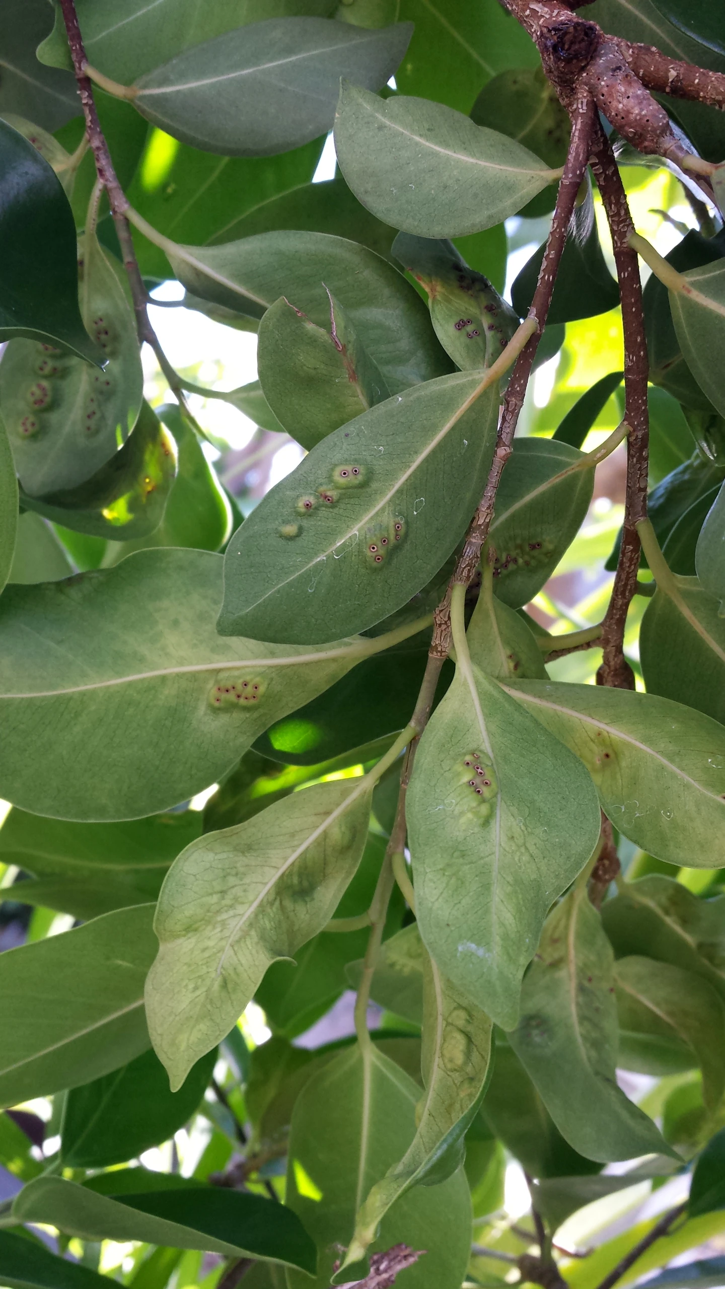 a closeup of leaves and other greenery