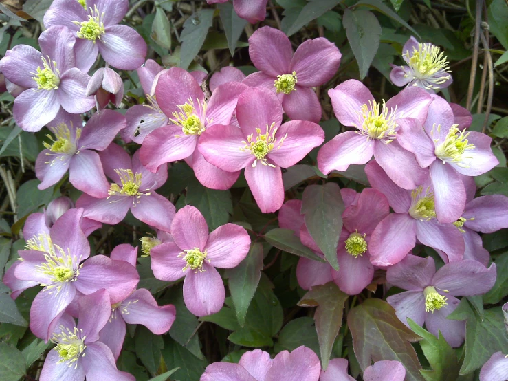 large pink flowers blooming among the greenery