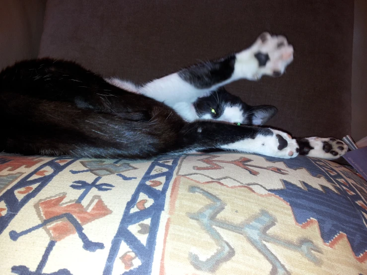 two cats lying on a decorative couch together