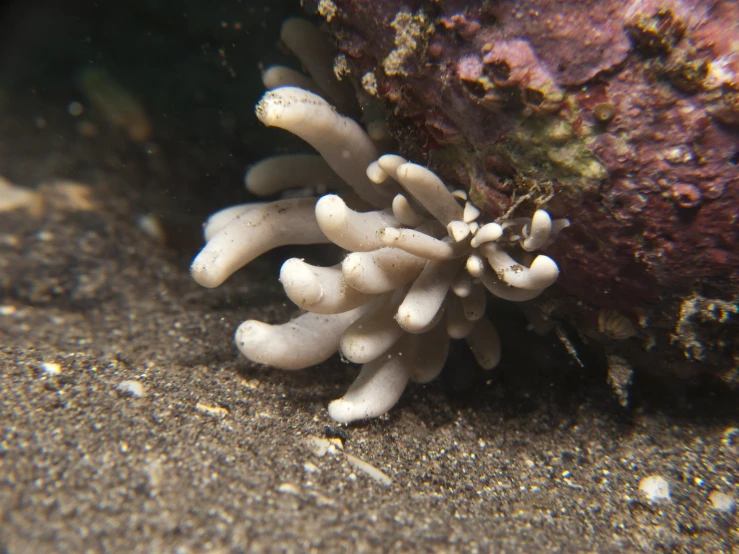 an image of sea urchin growing in the sand