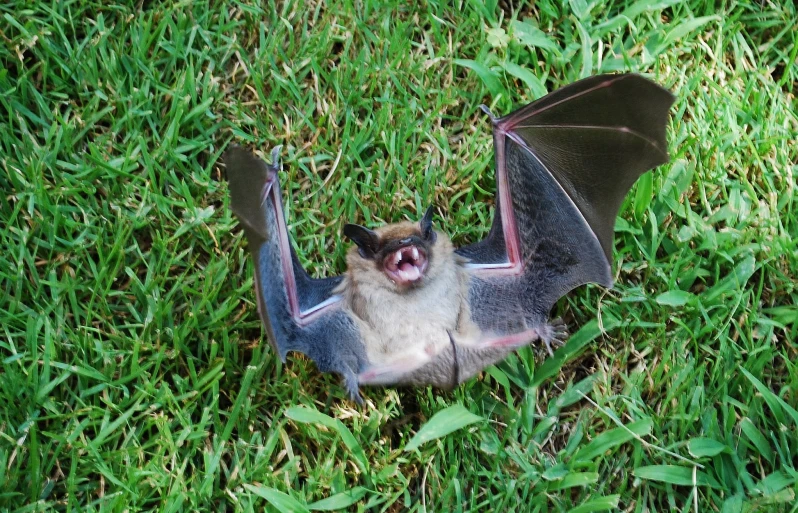 a small bat sits in a grassy field