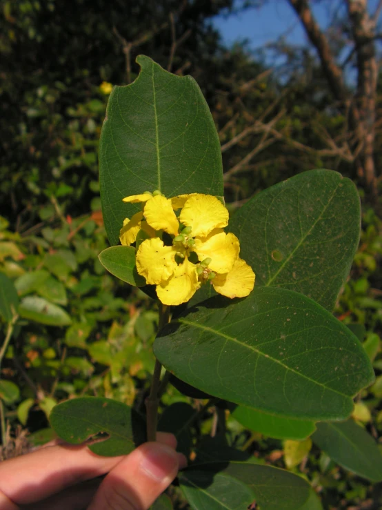 a person holding a yellow flower on top of green leaves