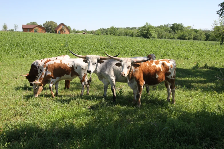 three cows stand in the shade on the green grass