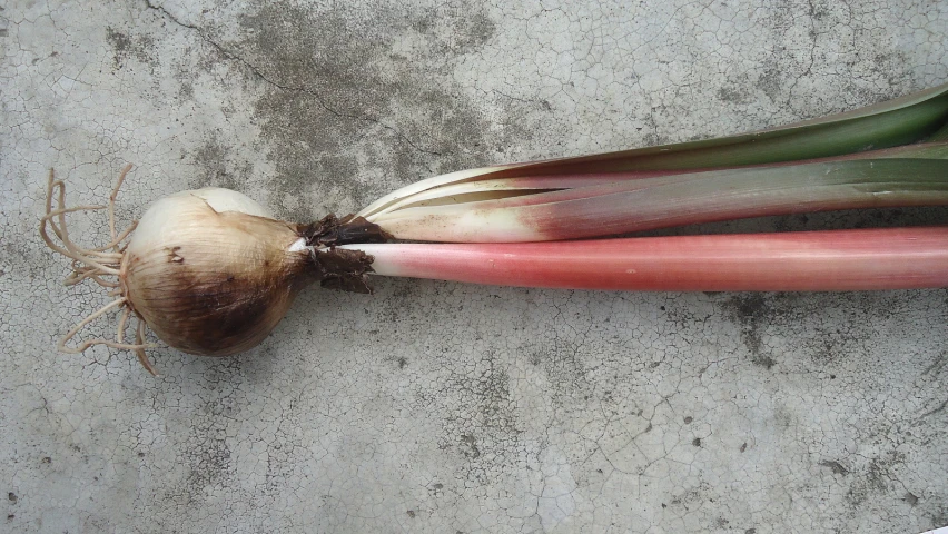 a very tasty looking onion on the ground