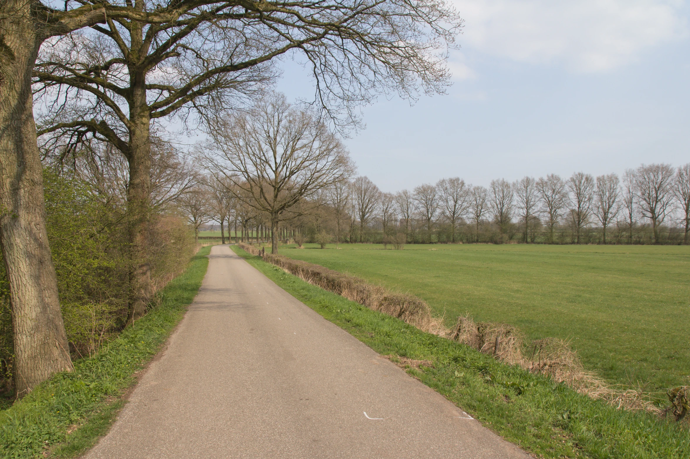 a narrow and tree lined path through a lush green park