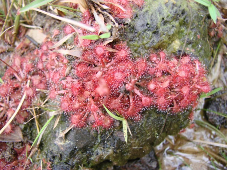 a red and green plant sitting on top of a large rock