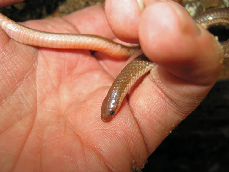 a little brown snake in a person's hand