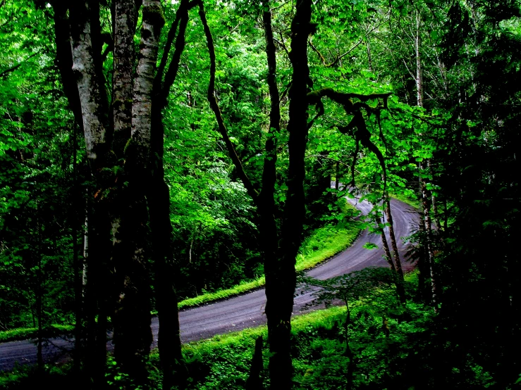 an open wooded forest has a curved path in the trees