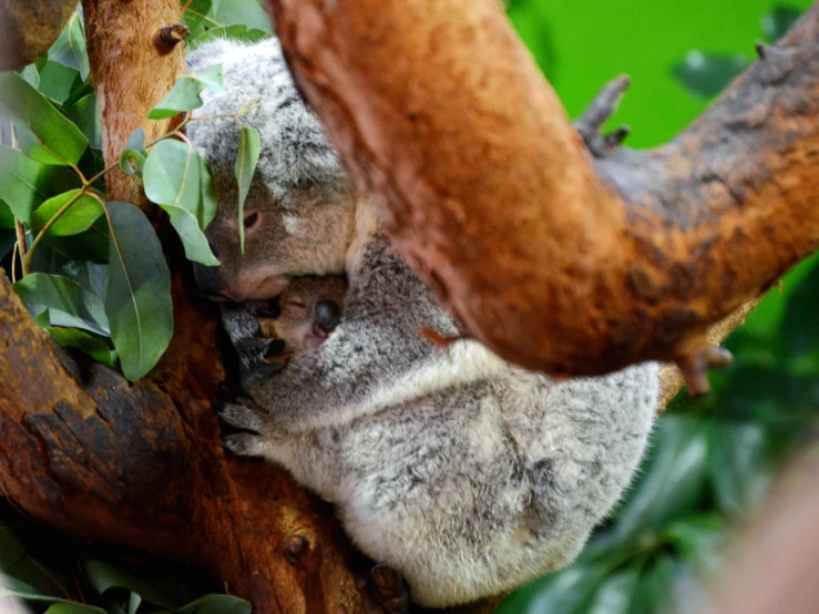 a small koala is sitting on a tree