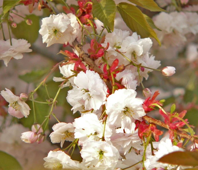 there are white flowers and leaves on this nch