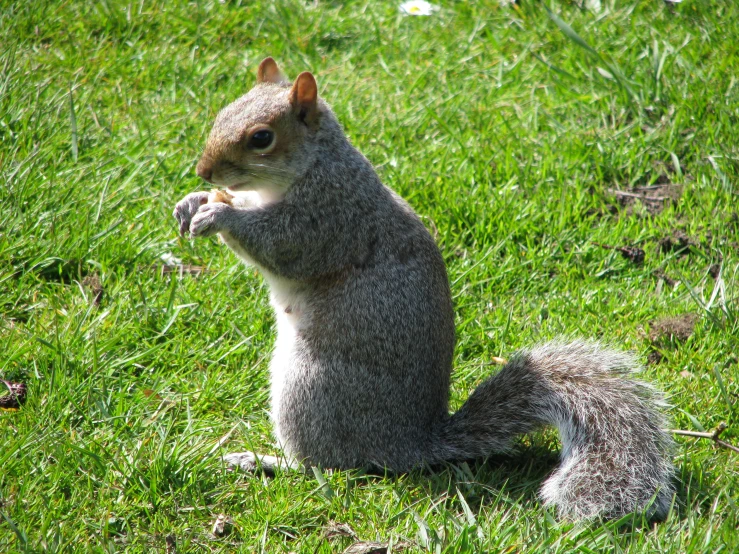 a gray squirrel sitting on top of a green field