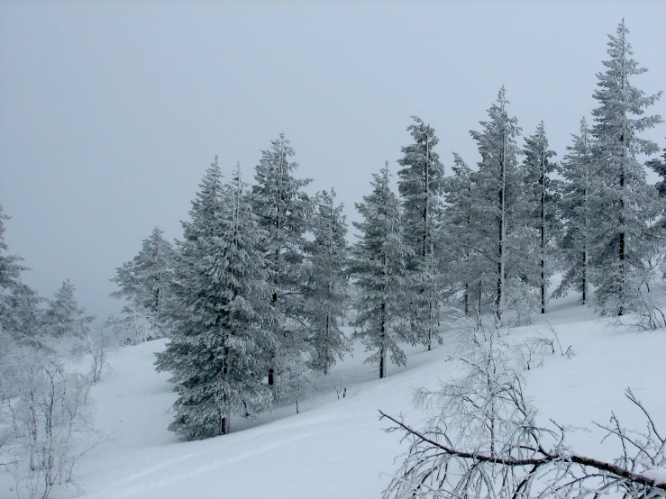 an area with trees covered in snow and trees standing in the background