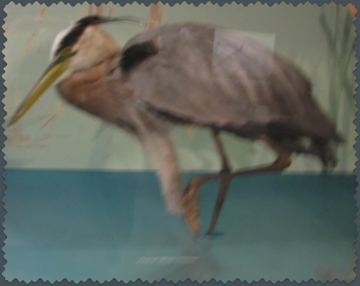 a bird that is standing on some kind of floor