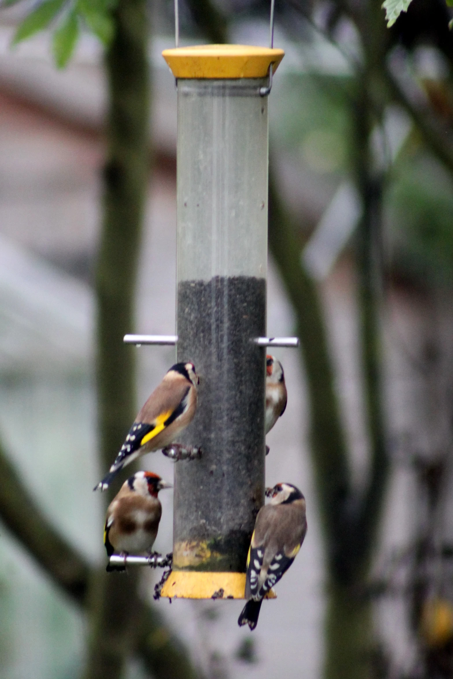 several birds are perched on a small bird feeder