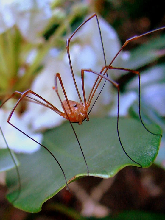 a close - up po of a brown spider on a leaf