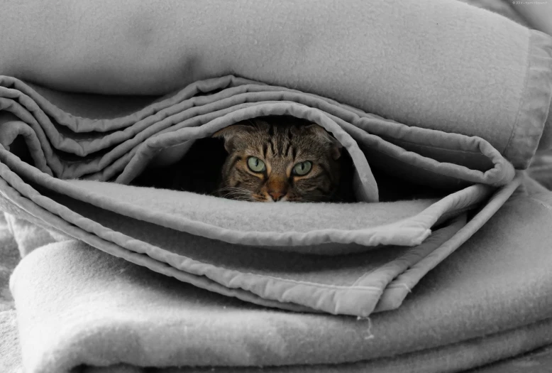 a close up of a cat under blankets with green eyes