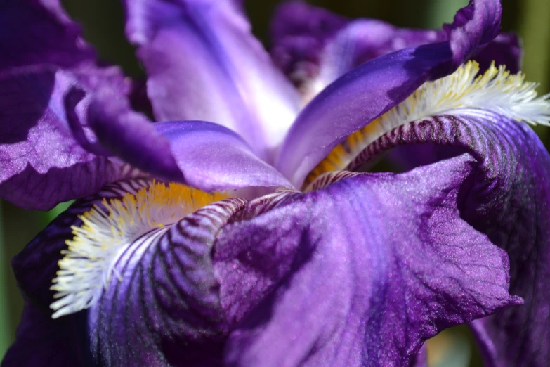 an extremely purple iris with yellow centers in a garden