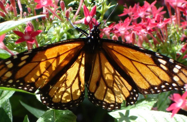 a erfly resting on a plant with pink flowers