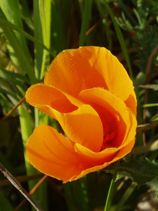 a close up po of a bright orange flower