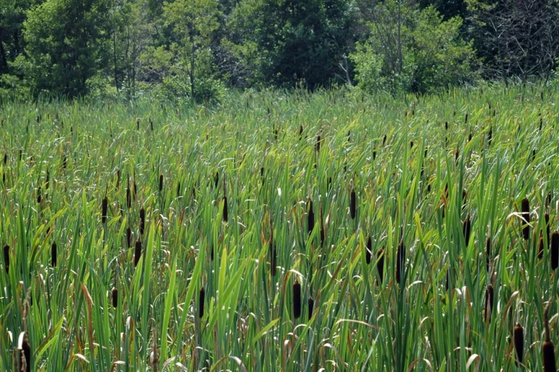 a bunch of tall grass in the middle of a field