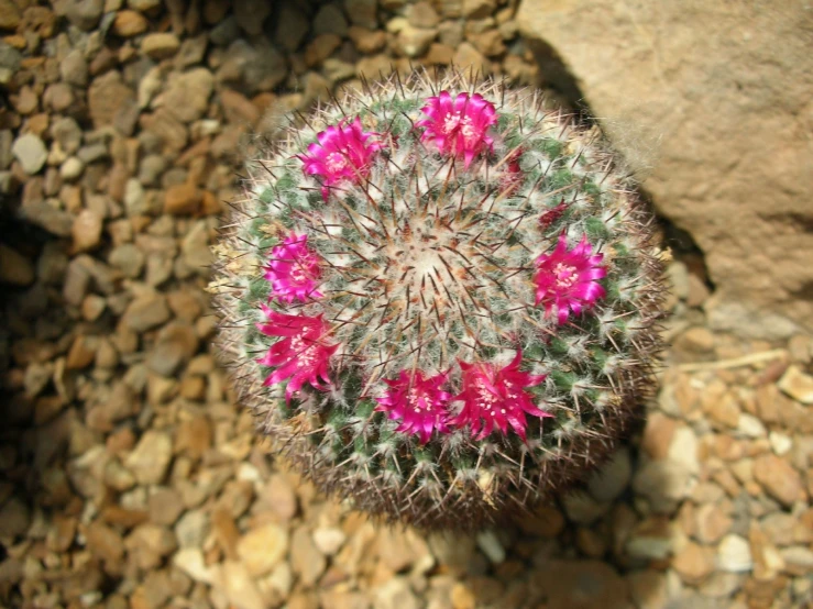 a flower with a hole in the middle on a rocky ground