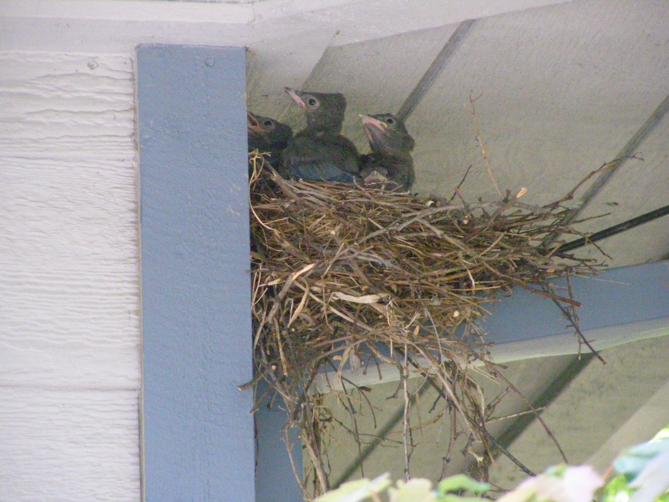 a bird sitting in a nest outside the door