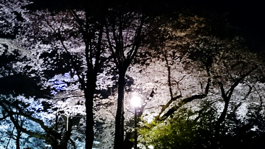 a street lamp is shining brightly at night in the trees