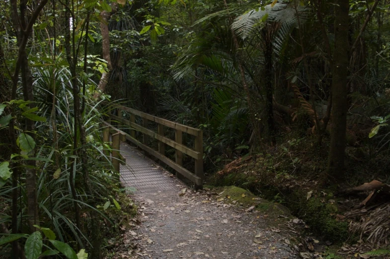 a wooden pathway in the woods leading to a hut