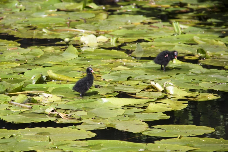 two baby ducks standing on top of lily pad