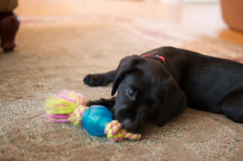 a black dog playing with a toy on the floor