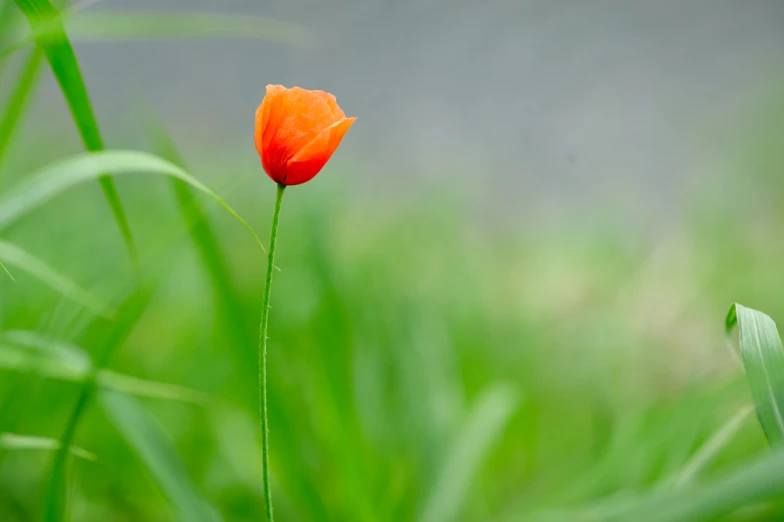 the orange flower is growing in the tall green grass